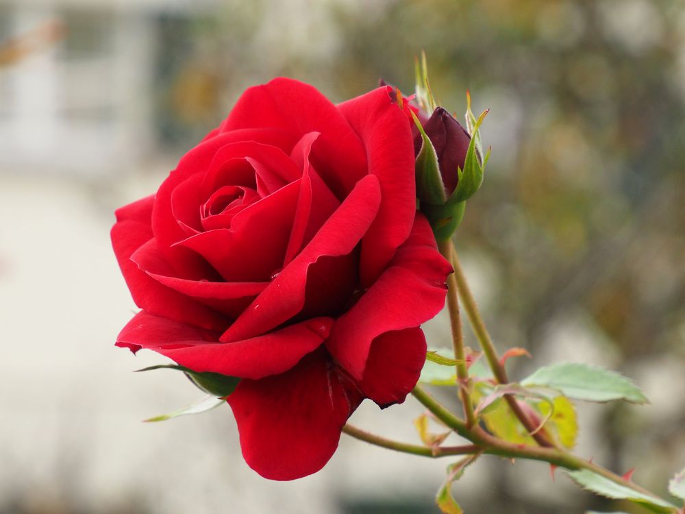 ROTE ROSE Foto &amp; Bild | projekte, 3 - mittwochsblümchen, thementage ...