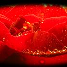 rote Rose