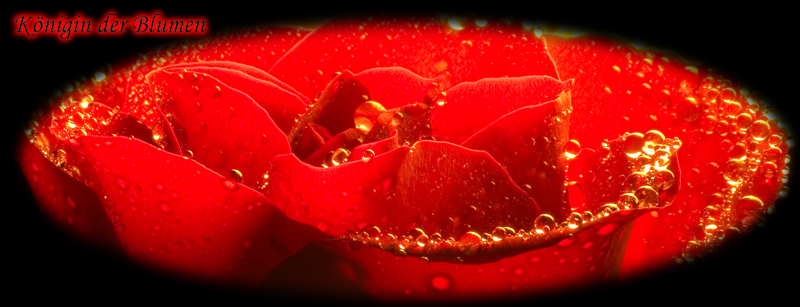 rote Rose