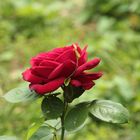 rote rose,,,,