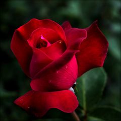 Rote Rose