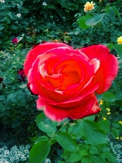 Rote Rose