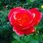 Rote Rose