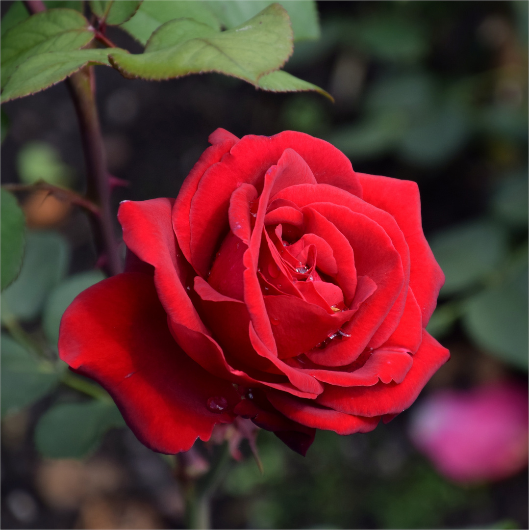 .. rote Rose..