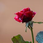 rote Rose