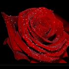 Rote Rose