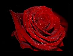 Rote Rose