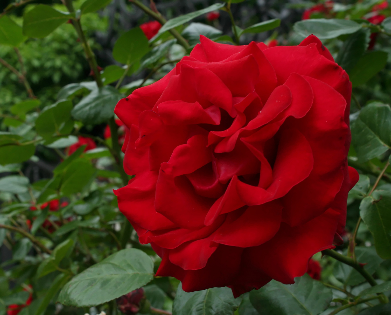 Rote Rose Foto & Bild | europe, Österreich, pflanzen, pilze & flechten