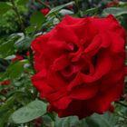 Rote Rose