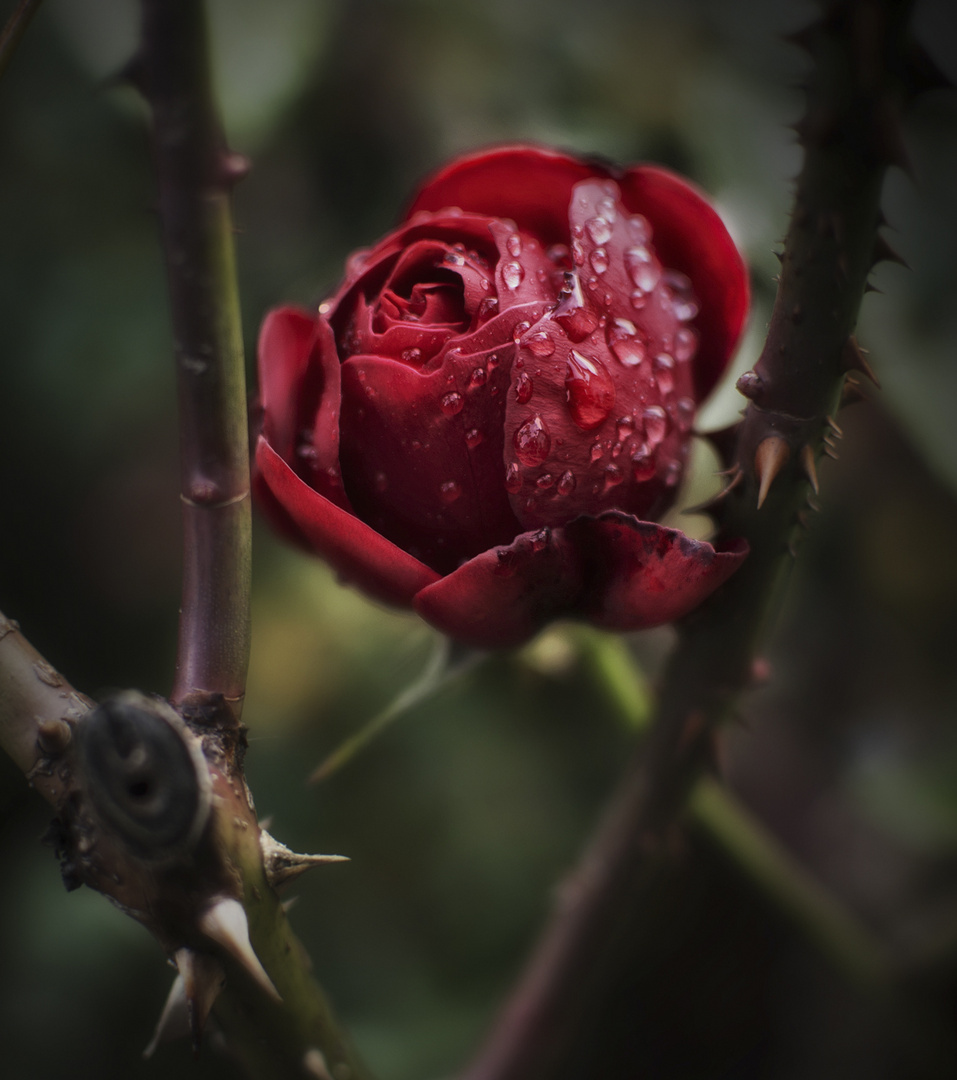 Rote Rose