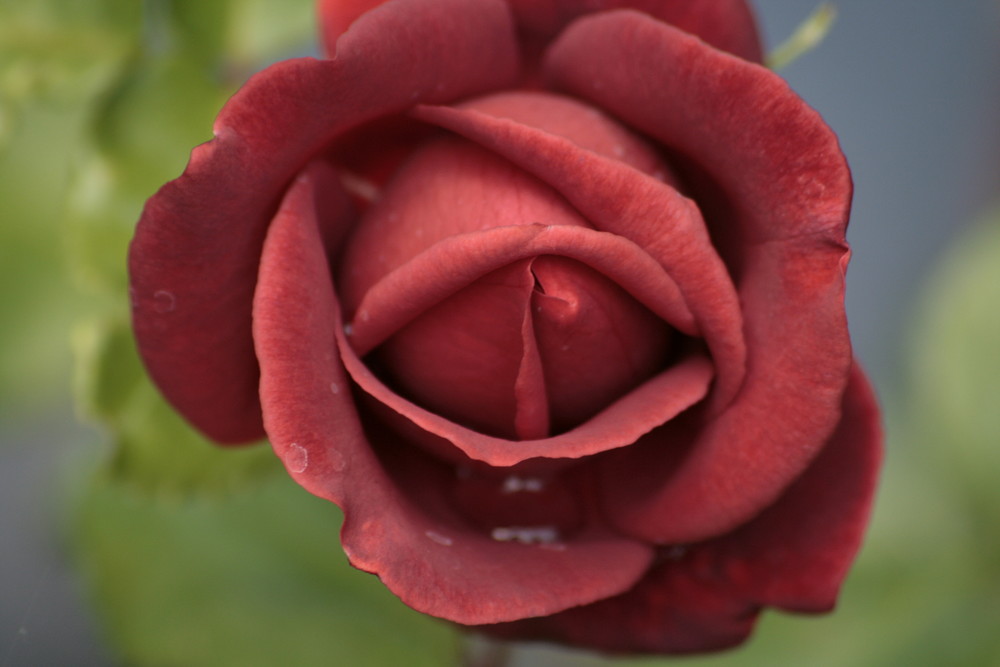 Rote Rose