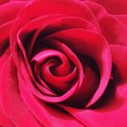 Rote Rose