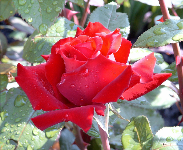 Rote Rose II
