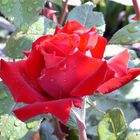 Rote Rose II