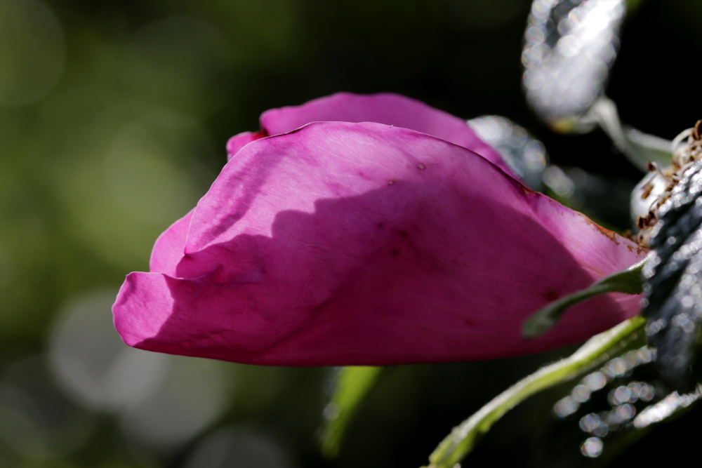 Rote Rose im Abendlicht