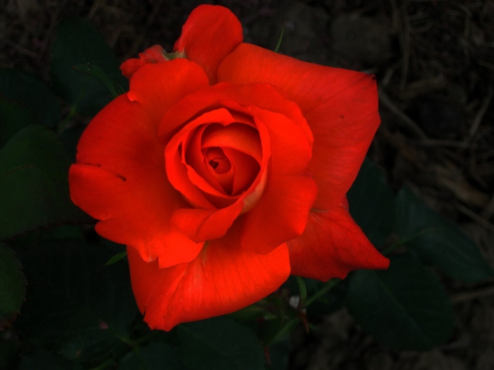 Rote Rose im Europa-Rosarium