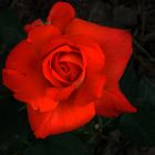 Rote Rose im Europa-Rosarium