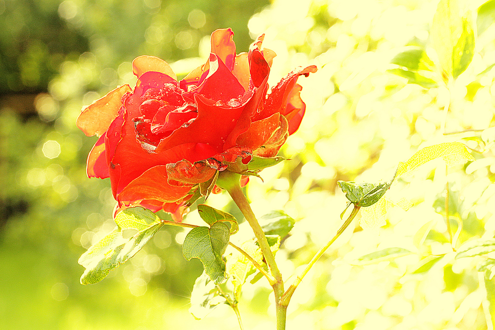 rote rose im grünen