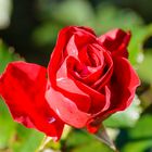 Rote Rose im Herbst