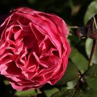 Rote Rose im Herbst