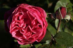 Rote Rose im Herbst