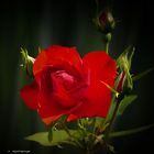rote Rose im Licht 