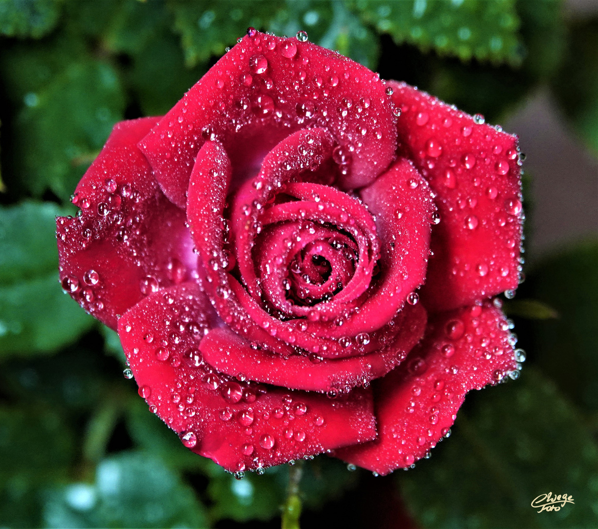 Rote Rose im Morgentau