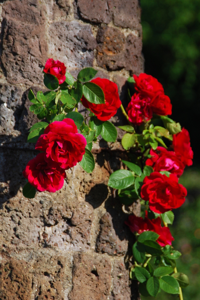 Rote Rose im Park Rosenhöhe, Darmstadt