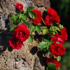 Rote Rose im Park Rosenhöhe, Darmstadt