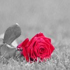Rote Rose im Regen