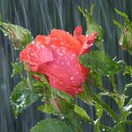 Rote Rose im Regen
