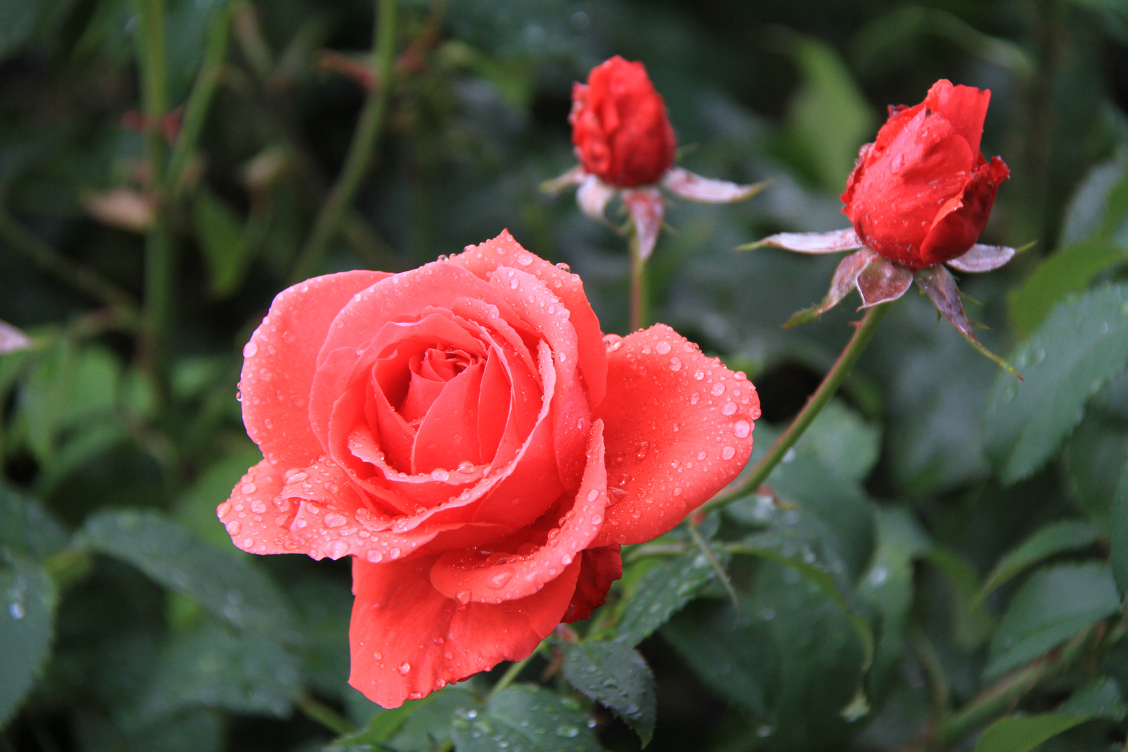 Rote Rose im Regen