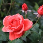 Rote Rose im Regen