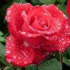 Rote Rose im Regen