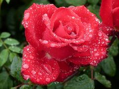 Rote Rose im Regen