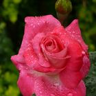 Rote Rose im Regen