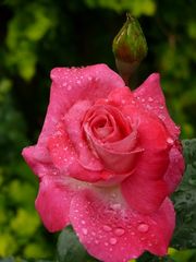 Rote Rose im Regen