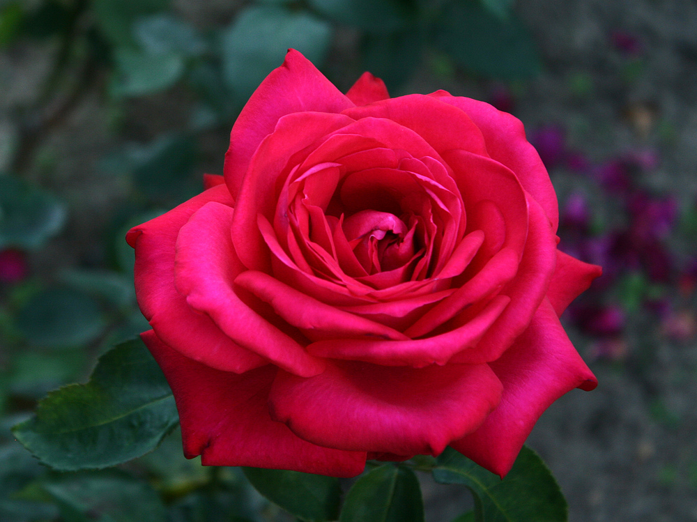 Rote Rose im Rosarium am Donaukanal