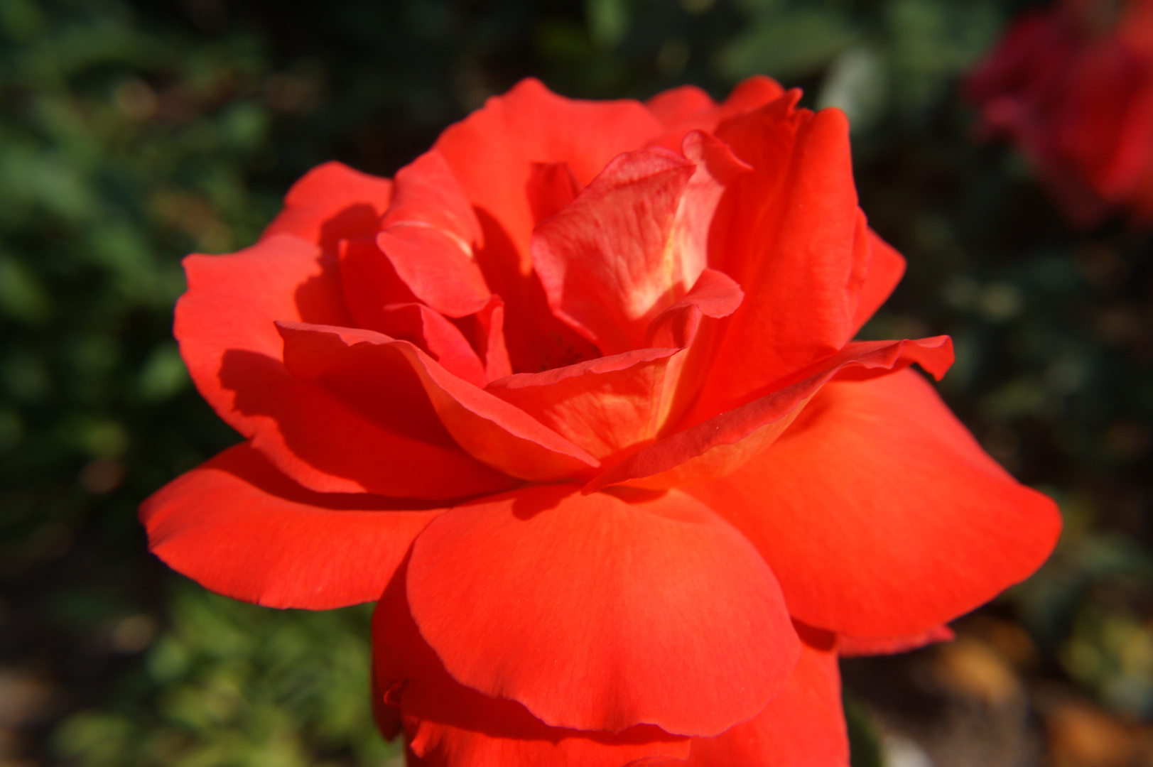 Rote Rose im Rosengarten Planten & Blomen