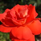 Rote Rose im Rosengarten Planten & Blomen