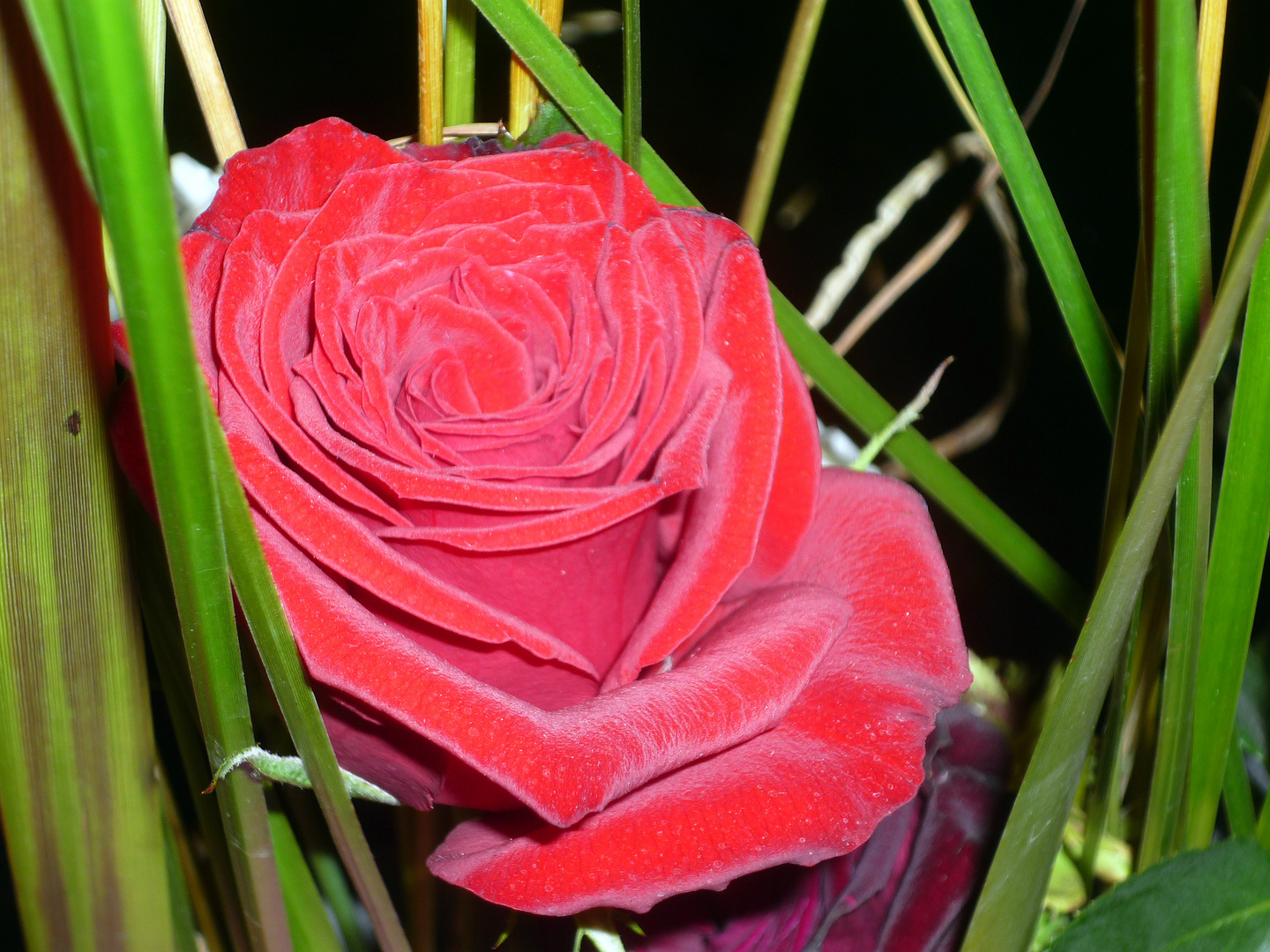 Rote Rose im Schilf