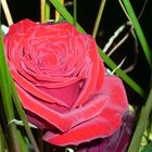 Rote Rose im Schilf
