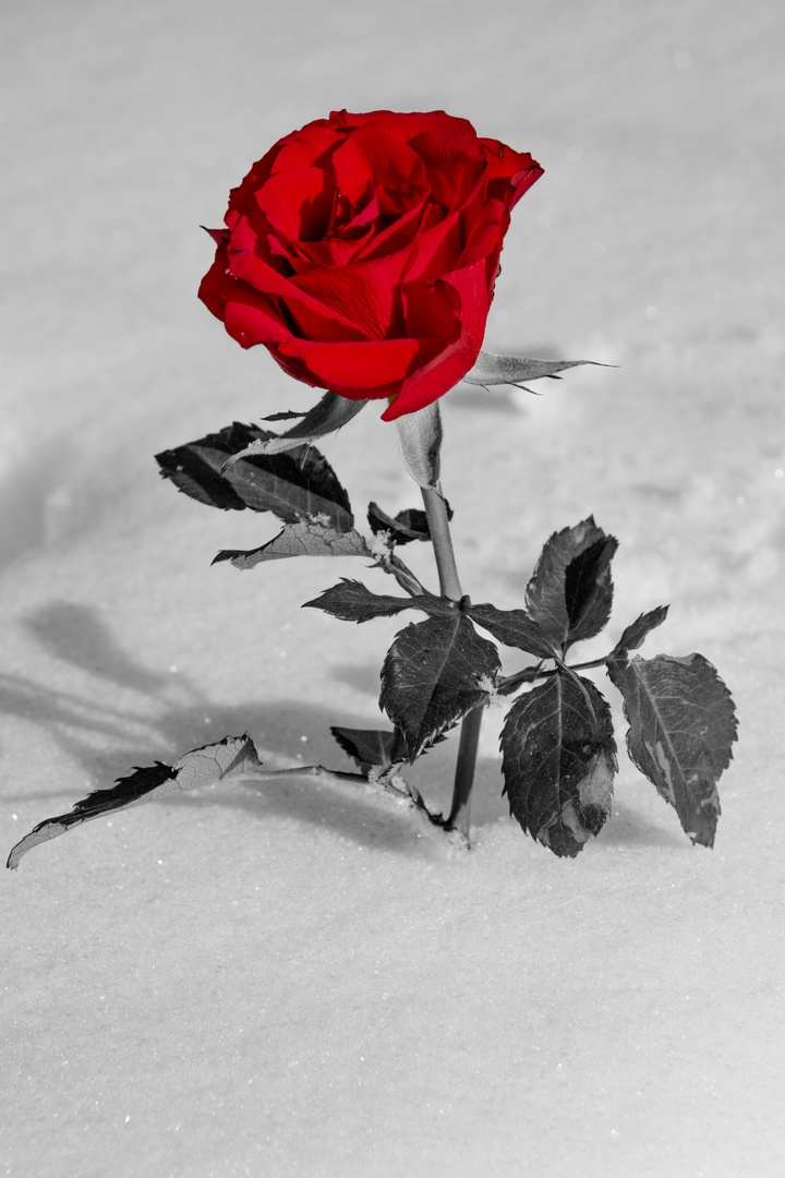 rote Rose im Schnee