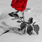 rote Rose im Schnee