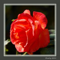 rote Rose in goldener Oktobersonne