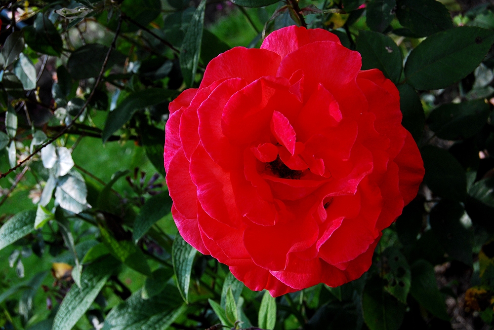 rote Rose in meinem Garten