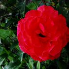 rote Rose in meinem Garten