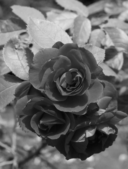 Rote Rose in Schwarz Weiss