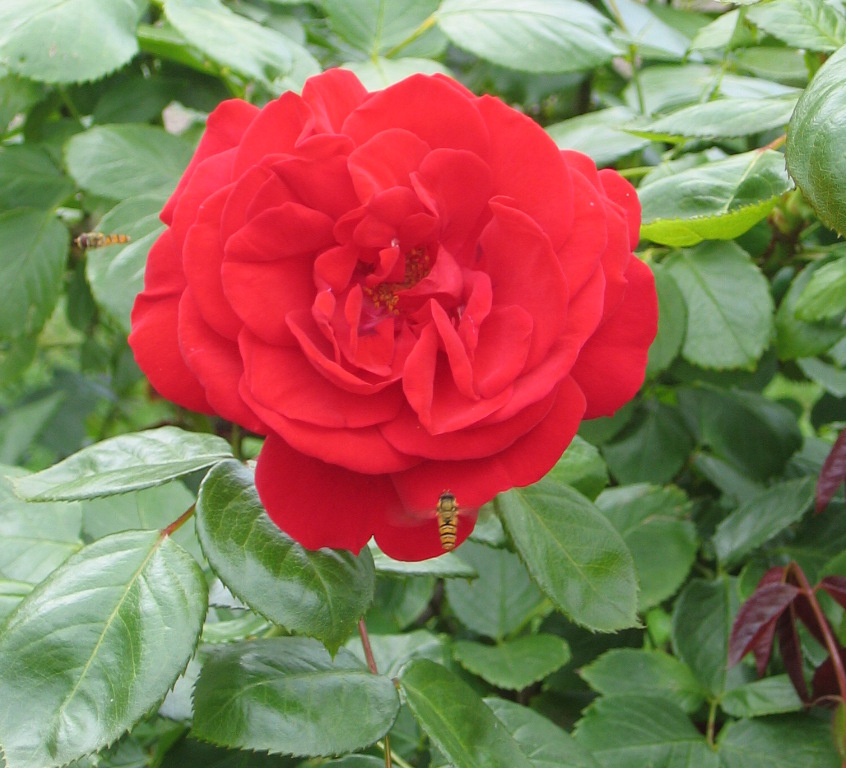 Rote Rose mit 2 Wespen