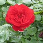 Rote Rose mit 2 Wespen